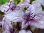 Purple basil