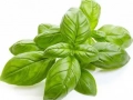 Basil