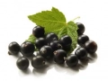 Blackcurrant