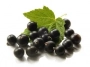 blackcurrant