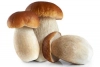 Porcini mushrooms
