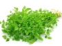 Chervil