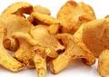 Chanterelles