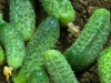 Gherkins