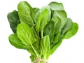 Fresh spinach