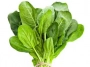 fresh spinach