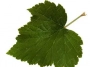blackcurrants leaf