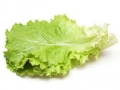 Lettuce leaves