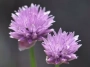 chive flowers