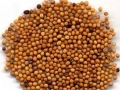 Mustard seeds