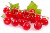 Redcurrants