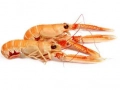 Langoustines (scampi)