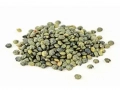 Green lentils