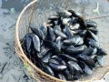 Mussels