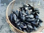 mussels