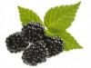 Blackberries