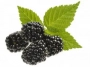 blackberries