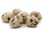 quails egg