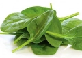 Sorrel