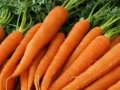 Carrot