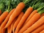 carrot