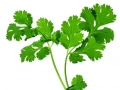 Fresh coriander (cilantro) 