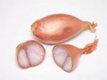 Shallot