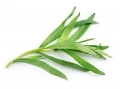 Tarragon