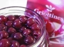 Griottine cherries