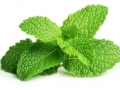 Fresh mint leaves