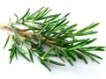 Rosemary