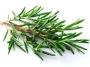 rosemary