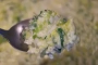 leek fondue