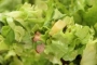 ["Jules Bonnot" salad]