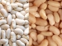 [How to prepare white beans]