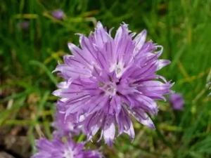 Chive flowers