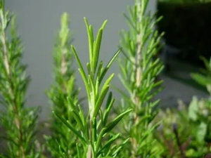 Rosemary in recipes